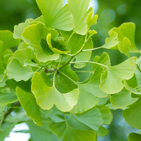 Erectile Dysfunction?: Understanding the Causes and Finding Natural Solutions 8 Ginkgo biloba