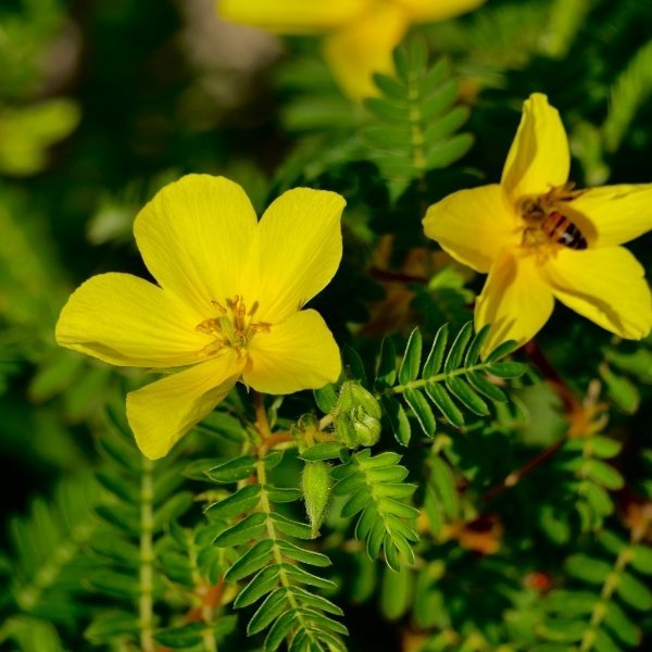 Erectile Dysfunction?: Understanding the Causes and Finding Natural Solutions 6 Tribulus terrestris